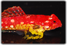 Ruby Red Scooter Dragonet